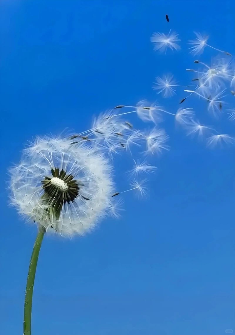 Ý nghĩa của hình nền hoa bồ công anh