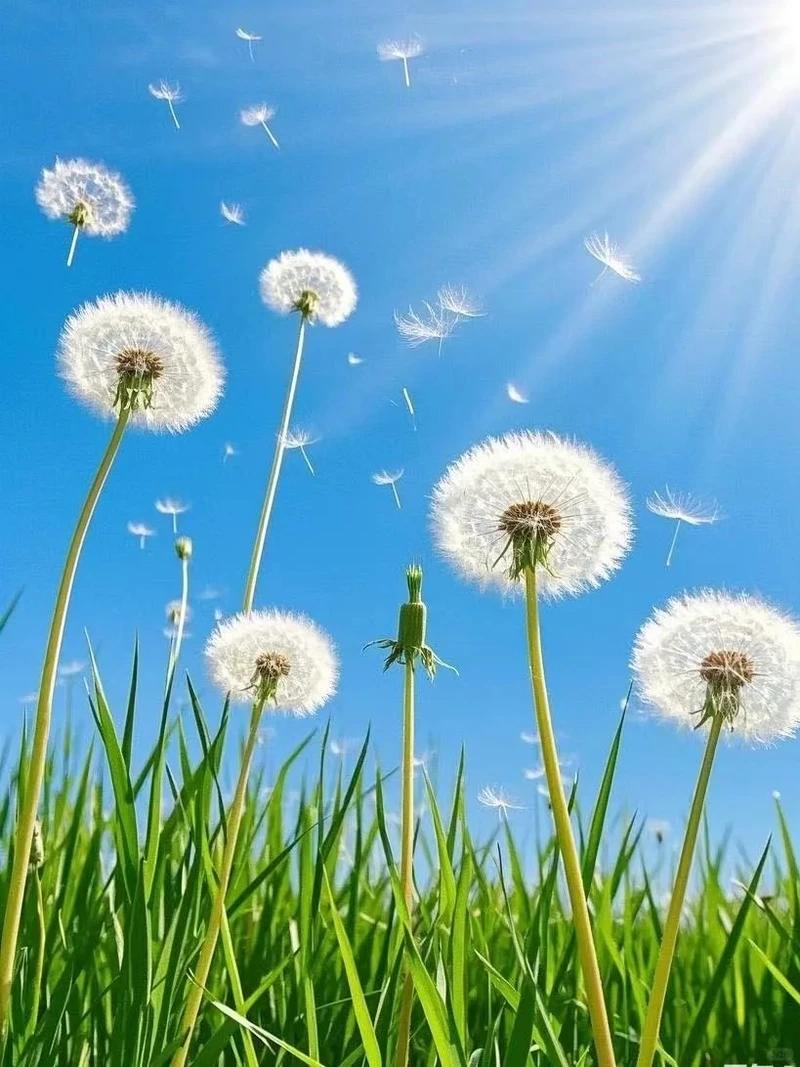 Trải nghiệm hình ảnh rõ nét với hình nền hoa bồ công anh full hd