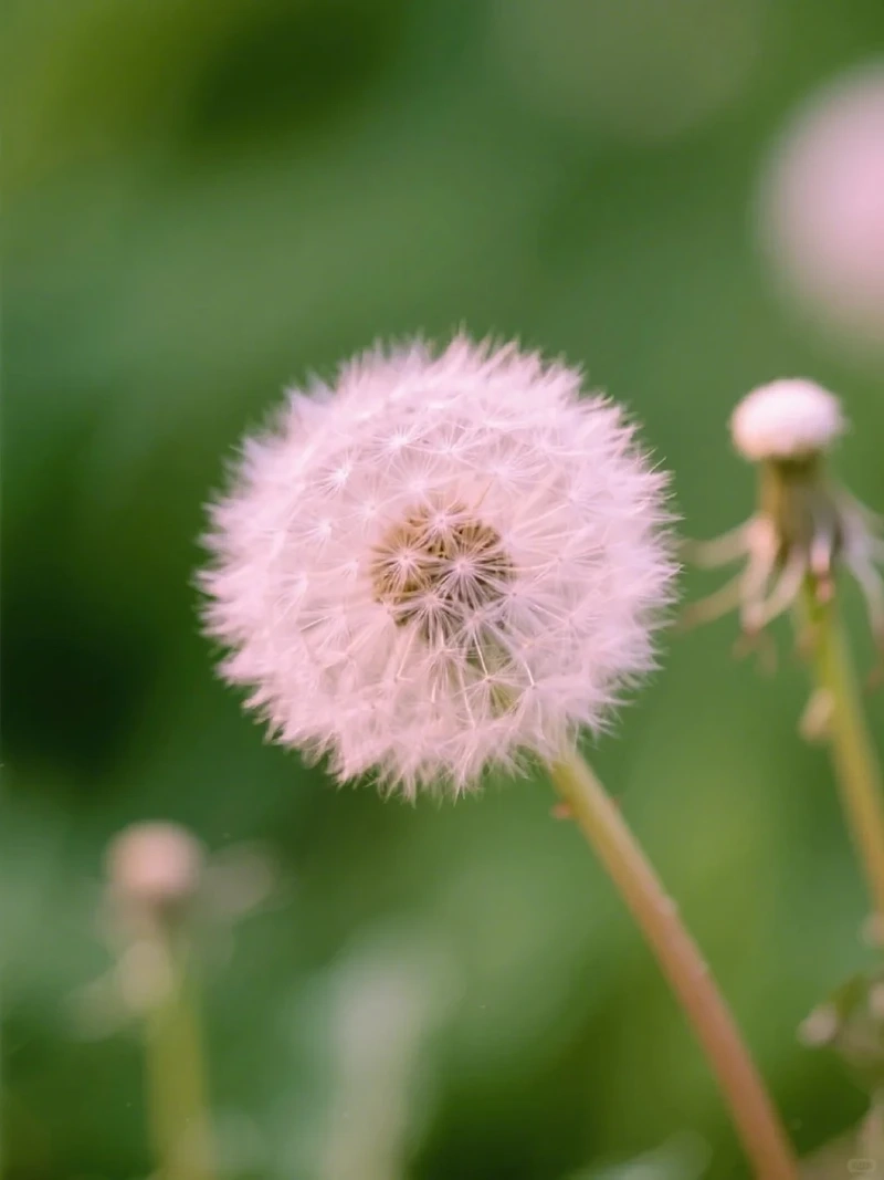 Vẻ đẹp hoài niệm của hình nền hoa bồ công anh vintage