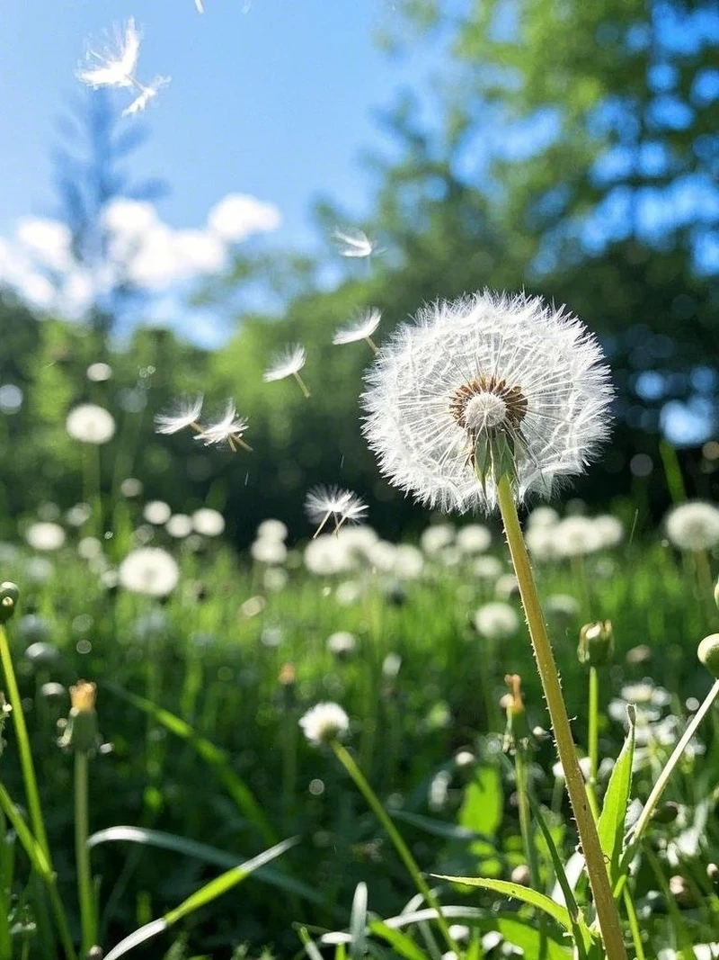 Thu hút năng lượng tốt nhờ hình nền hoa bồ công anh phong thủy