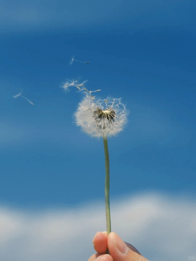 Mang thông điệp tốt lành với hình nền hoa bồ công anh may mắn