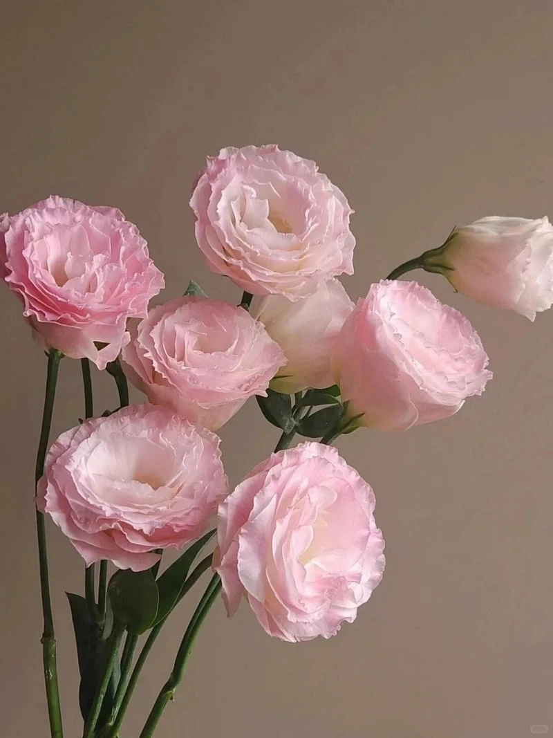 Hình nền hoa cát tường nhẹ nhàng mang cảm giác bình yên