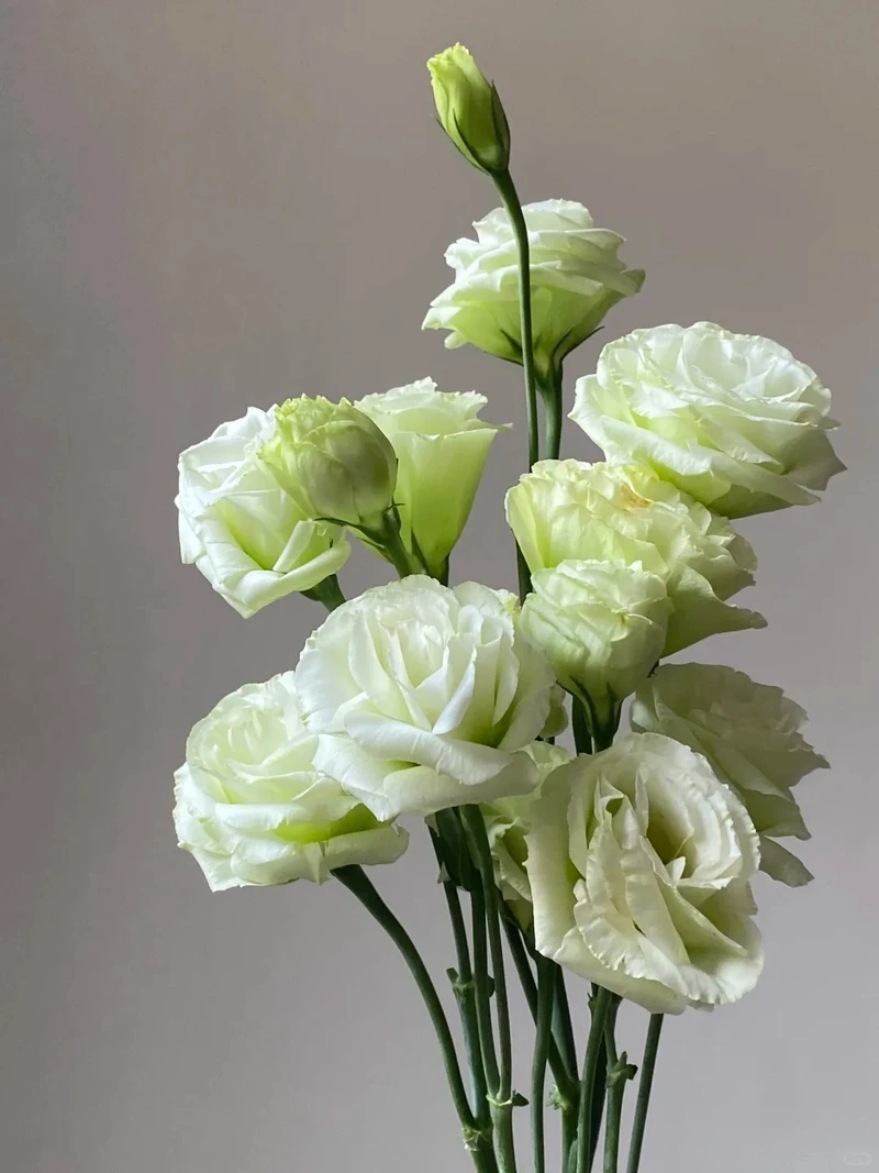 Hình nền hoa cát tường pastel phù hợp mọi phong cách