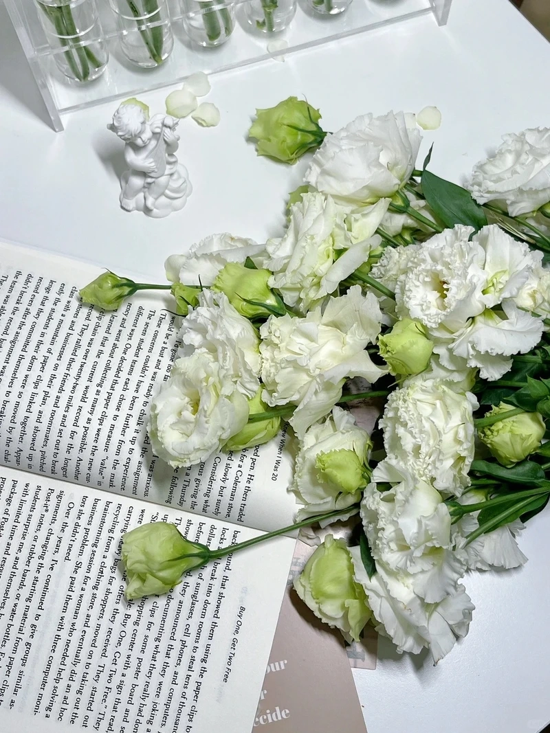 Hình nền hoa cát tường nền trắng thanh thoát và nhẹ mắt