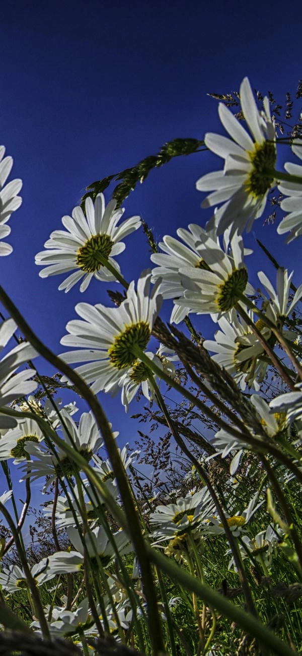 Wallpaper hoa cúc tinh xảo đậm chất nghệ thuật