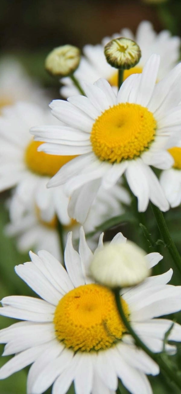 Ảnh bìa hoa cúc nhẹ nhàng đầy tính thẩm mỹ