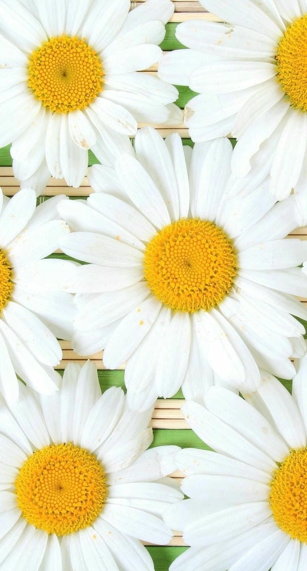 Hình nền hoa cúc đẹp nhất lan tỏa nét an nhiên