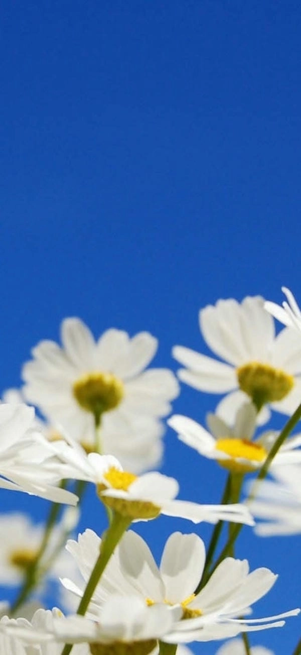 Hình nền hoa cúc full hd sống động tự nhiên