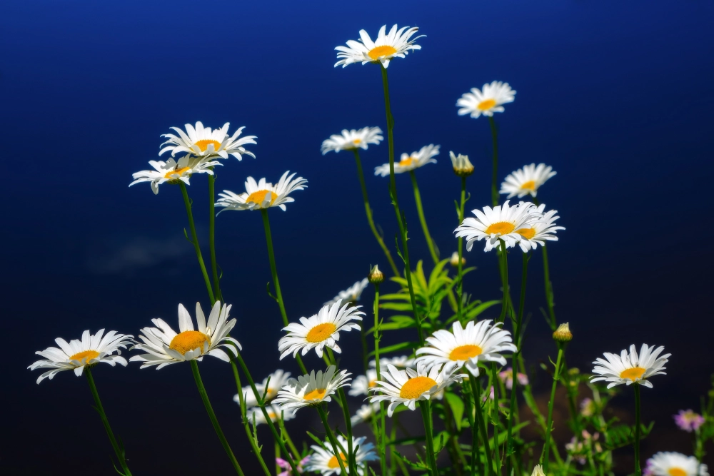 Hình ảnh hoa cúc nhẹ nhàng đầy chất thơ