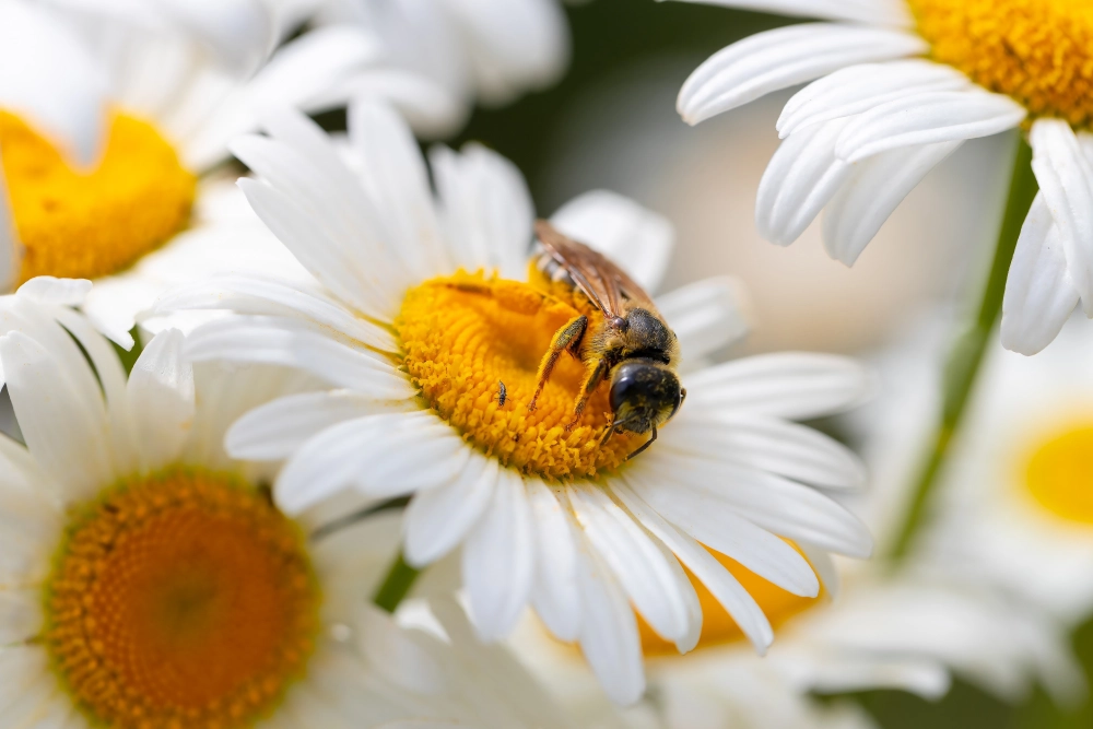 Ảnh nền hoa cúc tươi sáng gợi cảm xúc thư thái