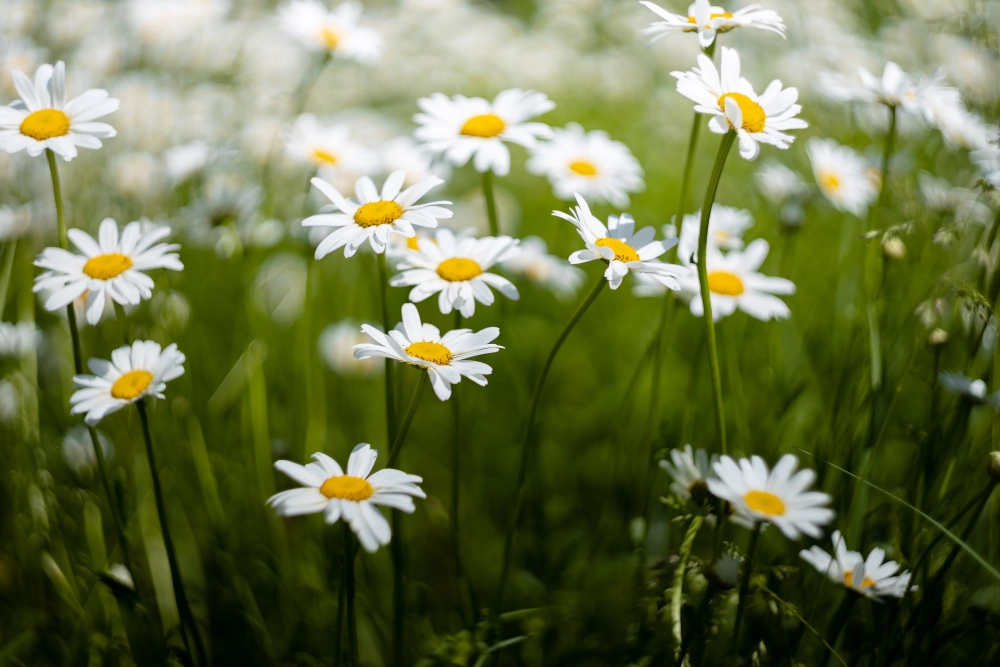 Hình nền hoa cúc vàng rực rỡ mang lộc may mắn