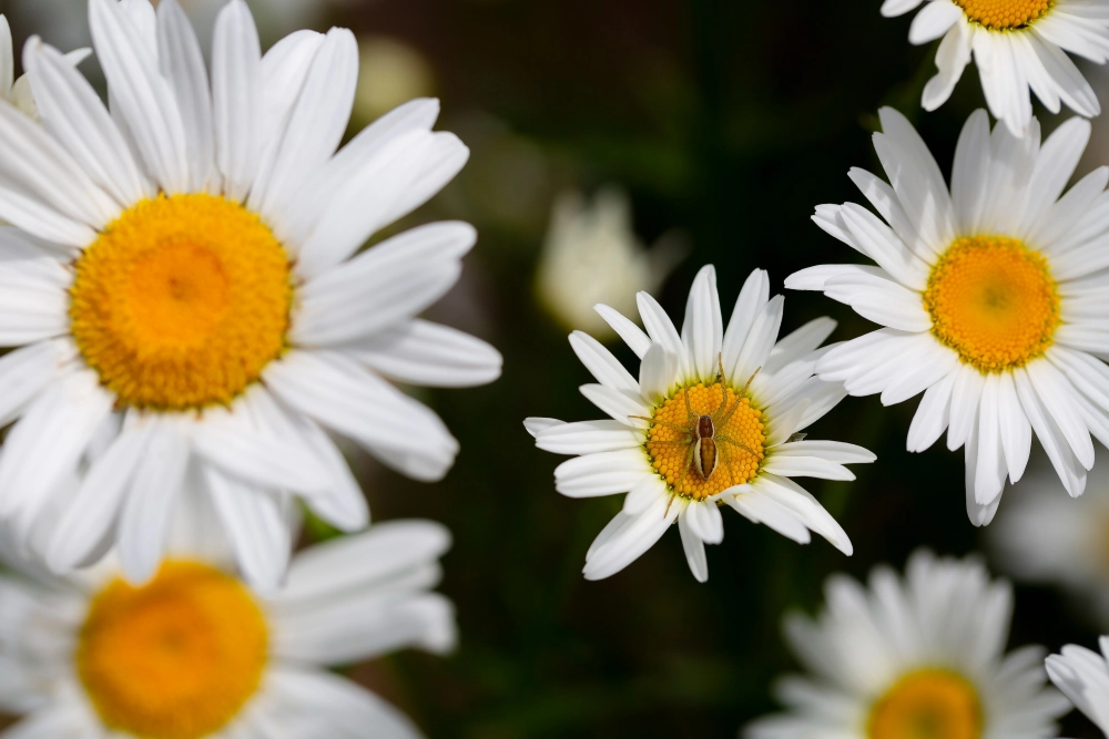 Hình nền hoa cúc họa mi nhẹ nhàng đầy chất xuân