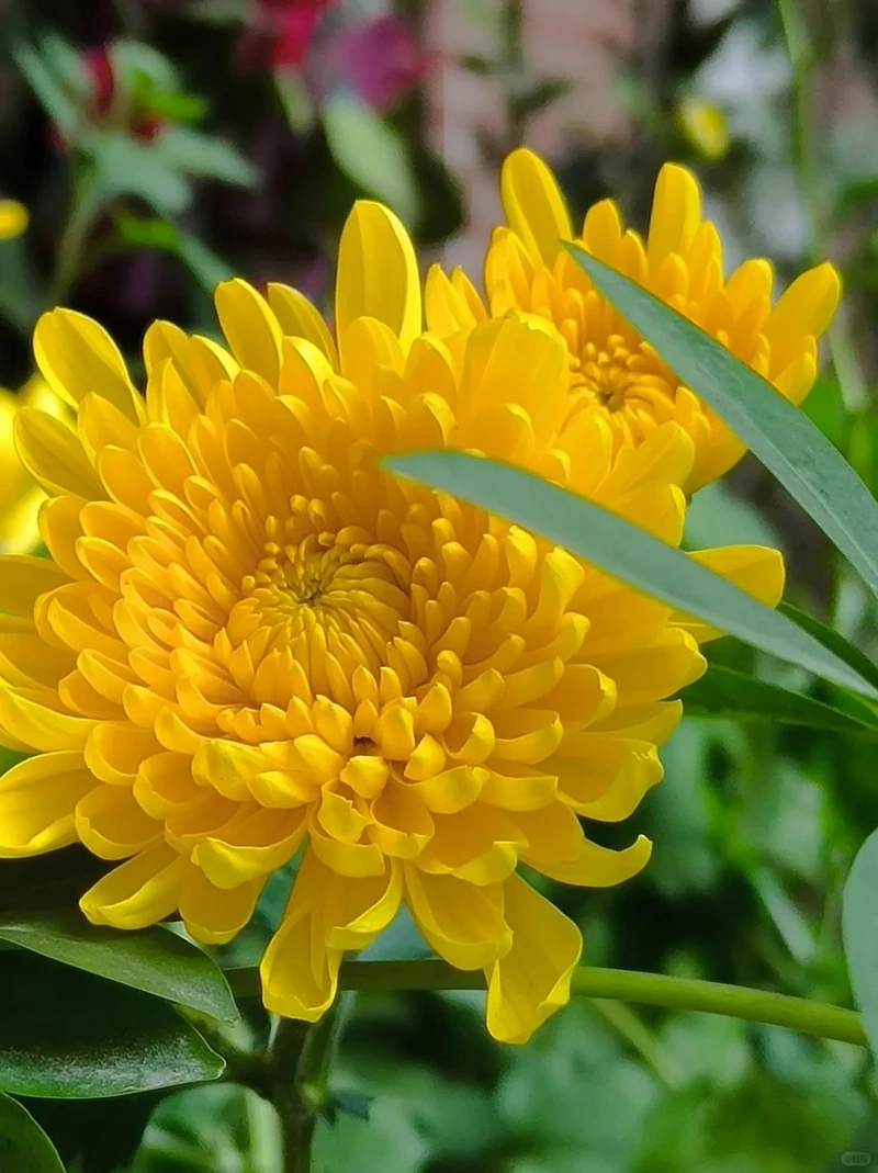 Hình nền hoa cúc vàng 4k nổi bật từng chi tiết rực rỡ