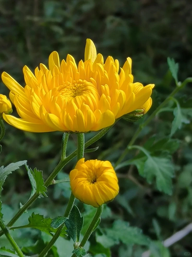 Hình nền hoa cúc vàng cho điện thoại tạo cảm giác thư thái