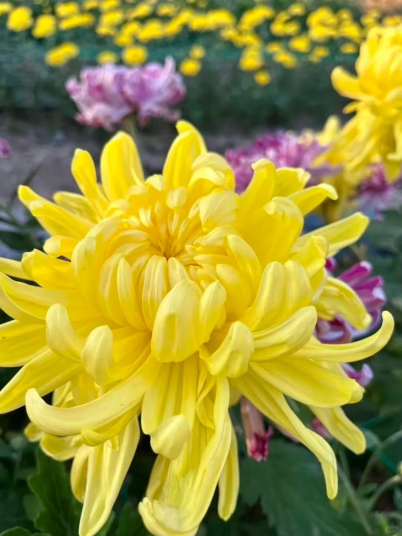 Hình nền hoa cúc vàng ngày tết gợi không khí sum vầy