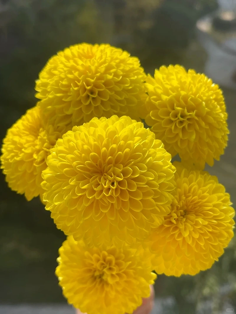 Hình nền hoa cúc vàng may mắn mang ý nghĩa tốt lành