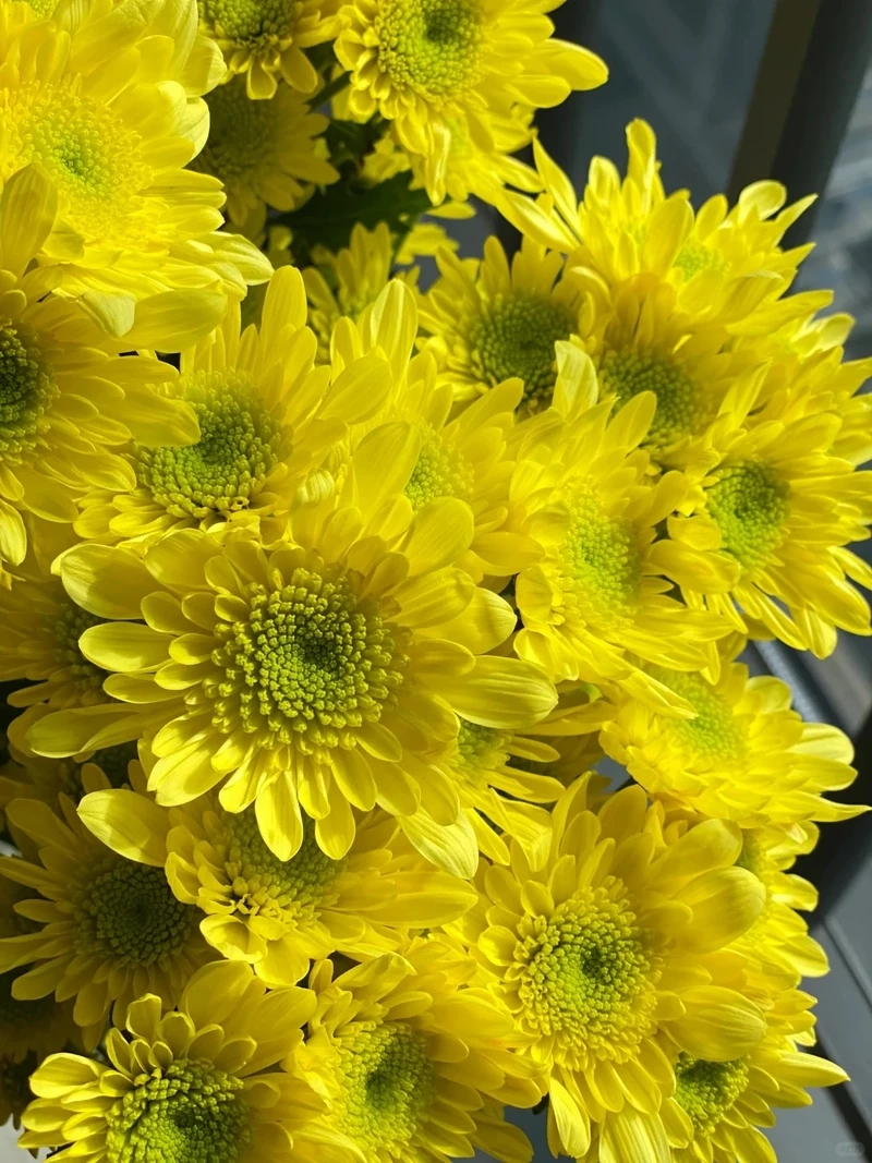 Hình nền hoa cúc vàng nền sáng tạo cảm giác nhẹ nhàng