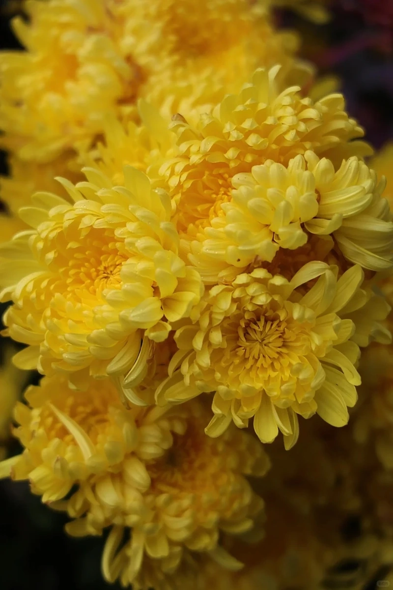 Hình nền hoa cúc vàng vintage gợi nét đẹp hoài niệm