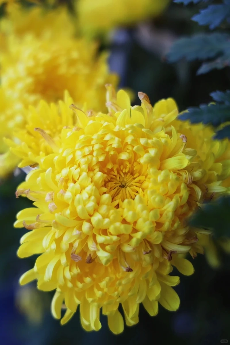 Hình nền hoa cúc vàng nghệ thuật truyền cảm hứng thẩm mỹ