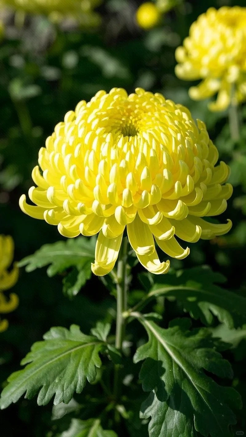 Hình nền hoa cúc vàng hd phù hợp nhiều thiết bị