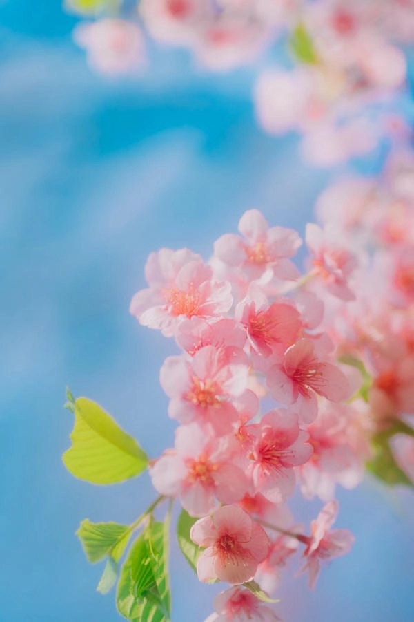 Hình nền điện thoại hoa đào tươi sáng dịu mắt