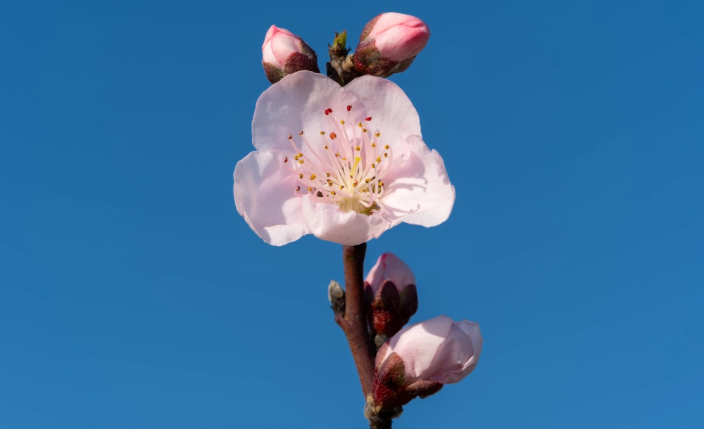 Ảnh hoa đào khoe sắc hồng báo hiệu mùa xuân