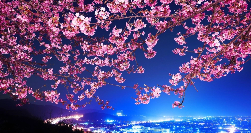 Hình ảnh hoa đào ghi lại khoảnh khắc xuân thì