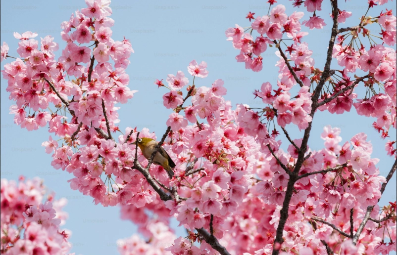 Hình nền hoa đào rực rỡ mang sắc xuân ấm áp