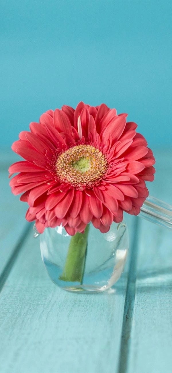 Tải hình nền hoa đồng tiền lưu giữ sắc hoa