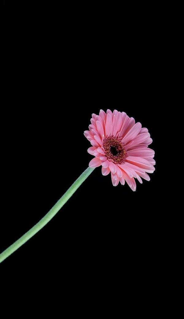 Ảnh bìa hoa đồng tiền nổi bật trang cá nhân