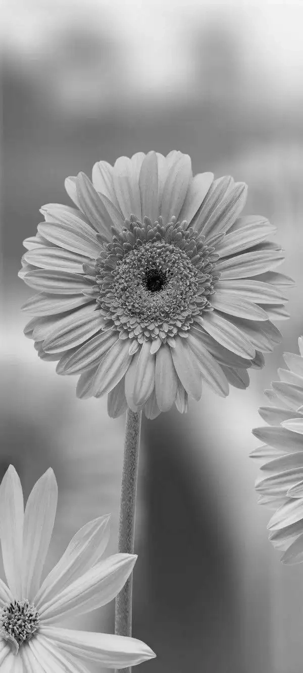 Bộ sưu tập hoa đồng tiền đa sắc đầy sức sống