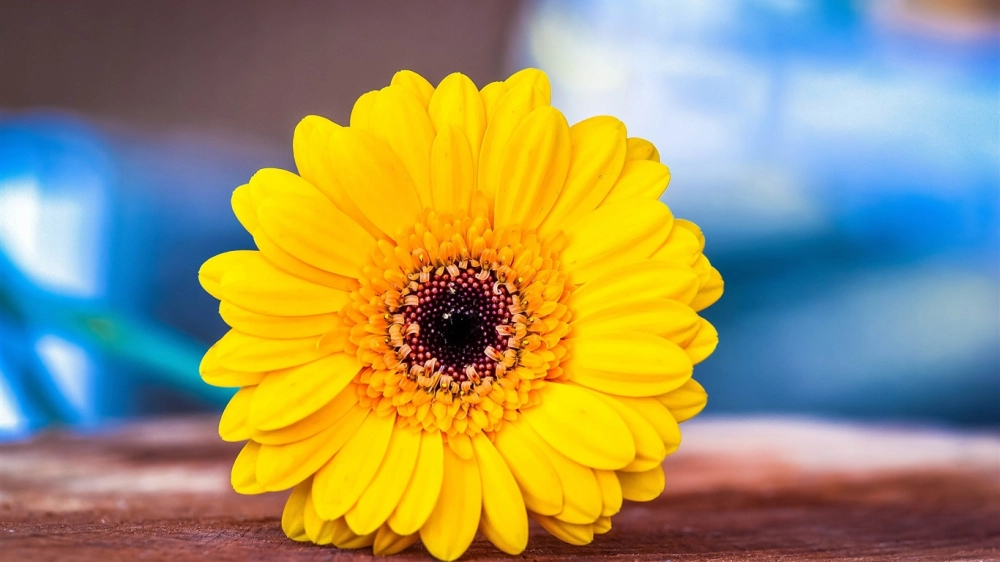 Background hoa đồng tiền nổi bật không gian xuân