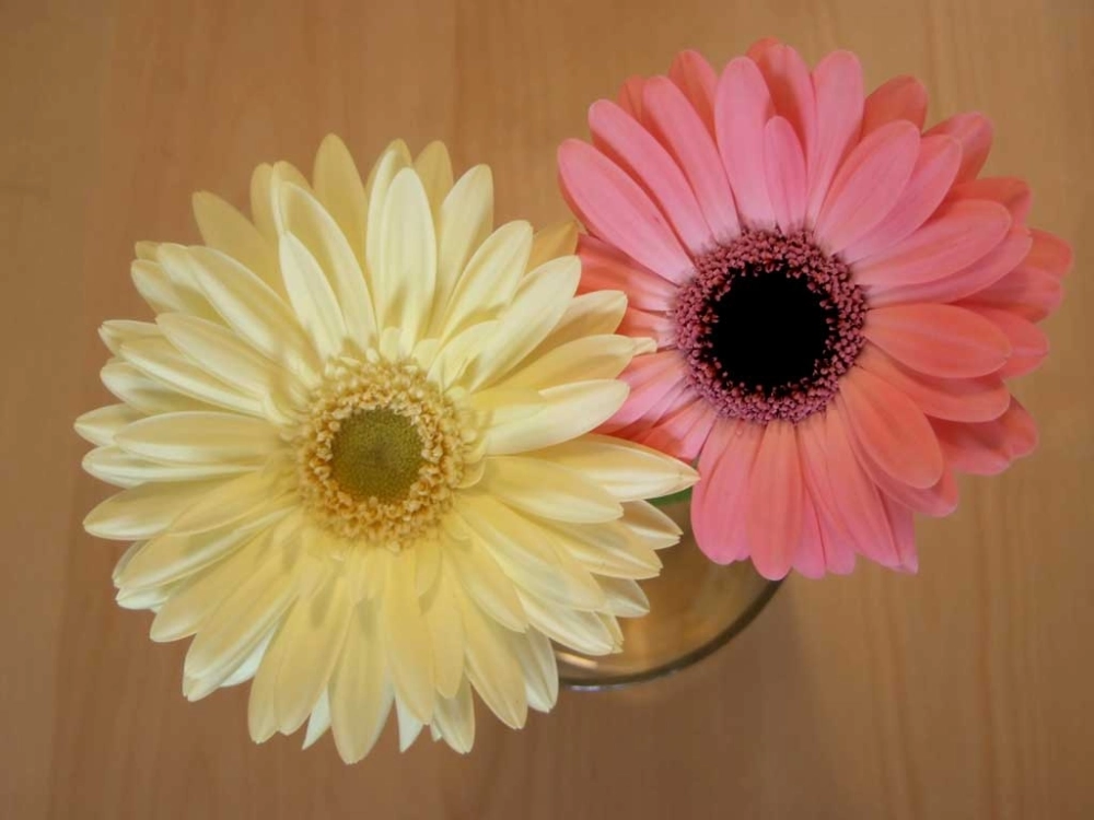 Ảnh hoa đồng tiền đẹp cuốn hút ánh nhìn