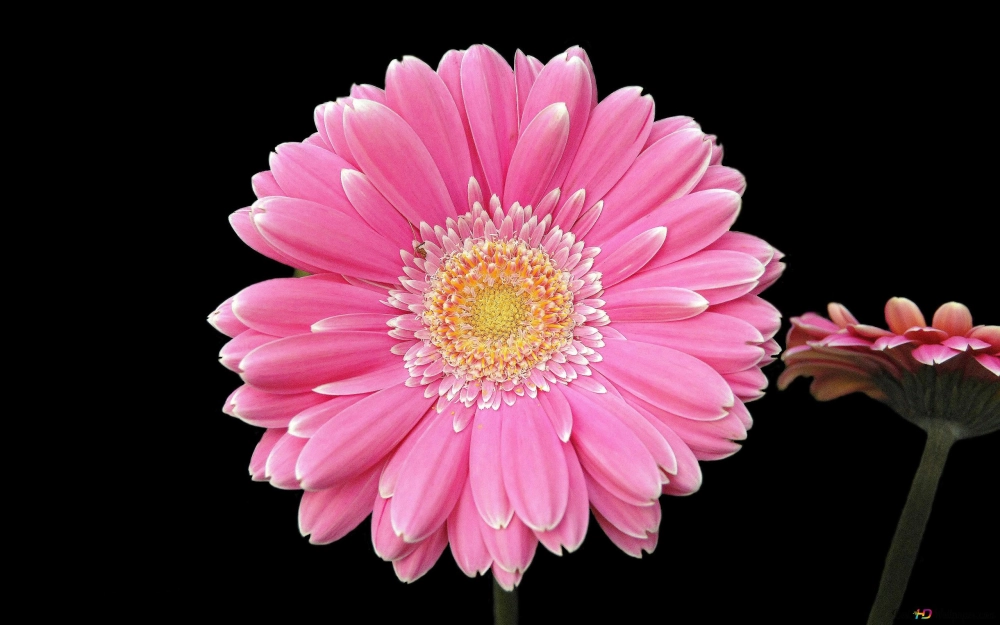 Hình nền hoa đồng tiền vàng mang ý nghĩa phú quý