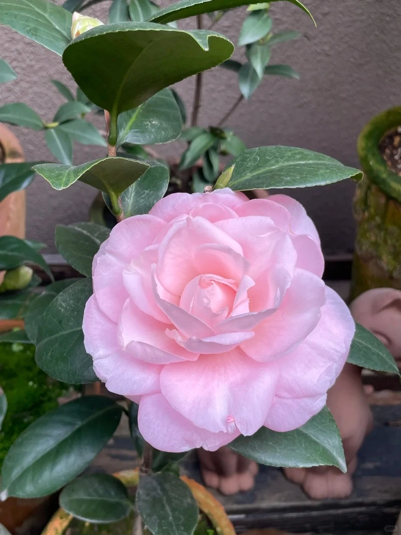 Ý nghĩa của hình nền hoa hải đường 