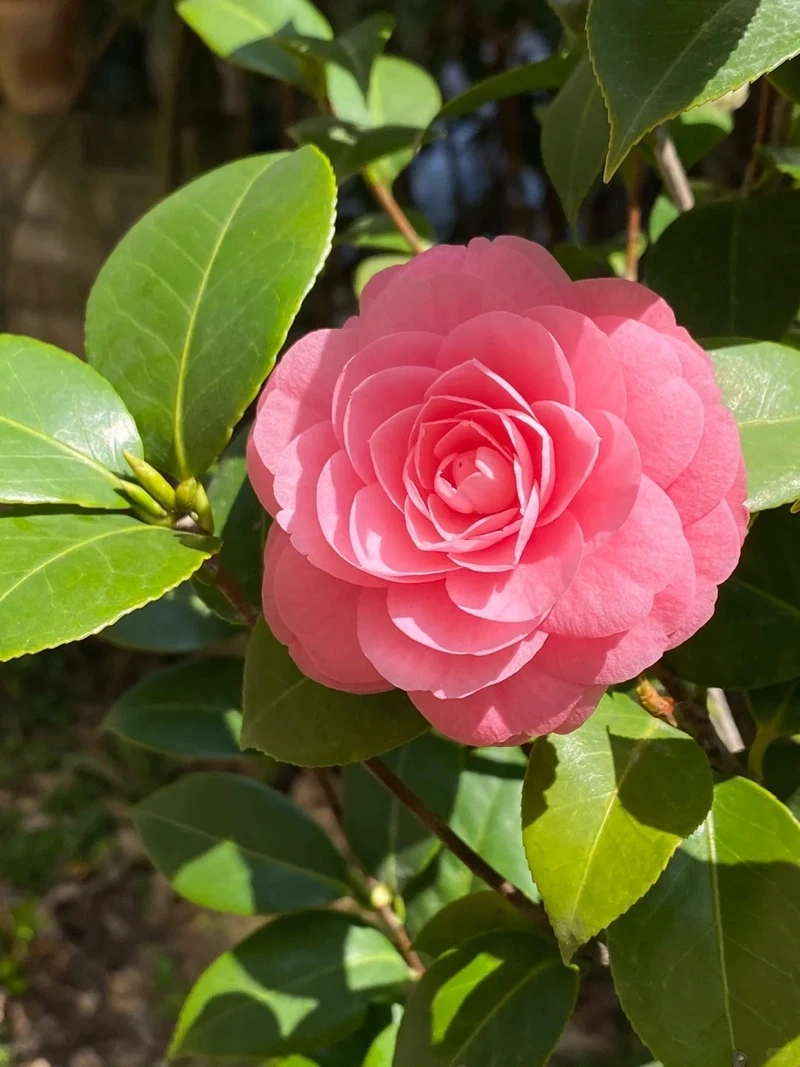 Hình nền hoa hải đường full hd hiển thị mượt mà sắc nét