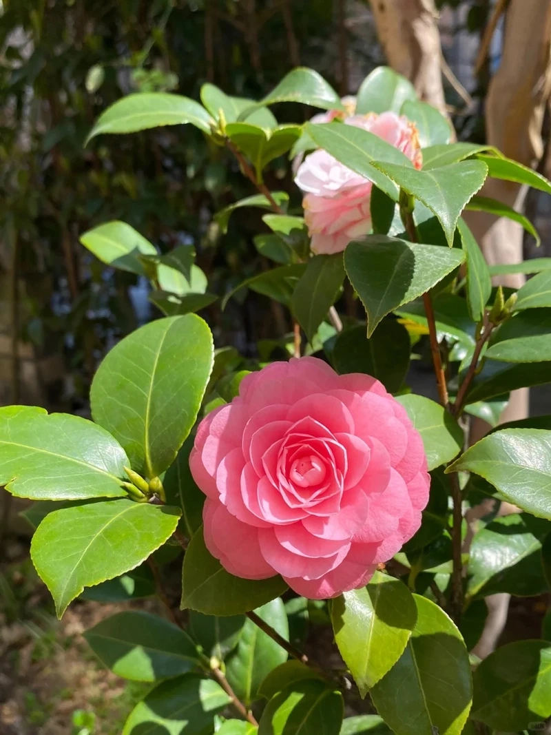 Hình nền hoa hải đường 4k nổi bật từng chi tiết tinh xảo