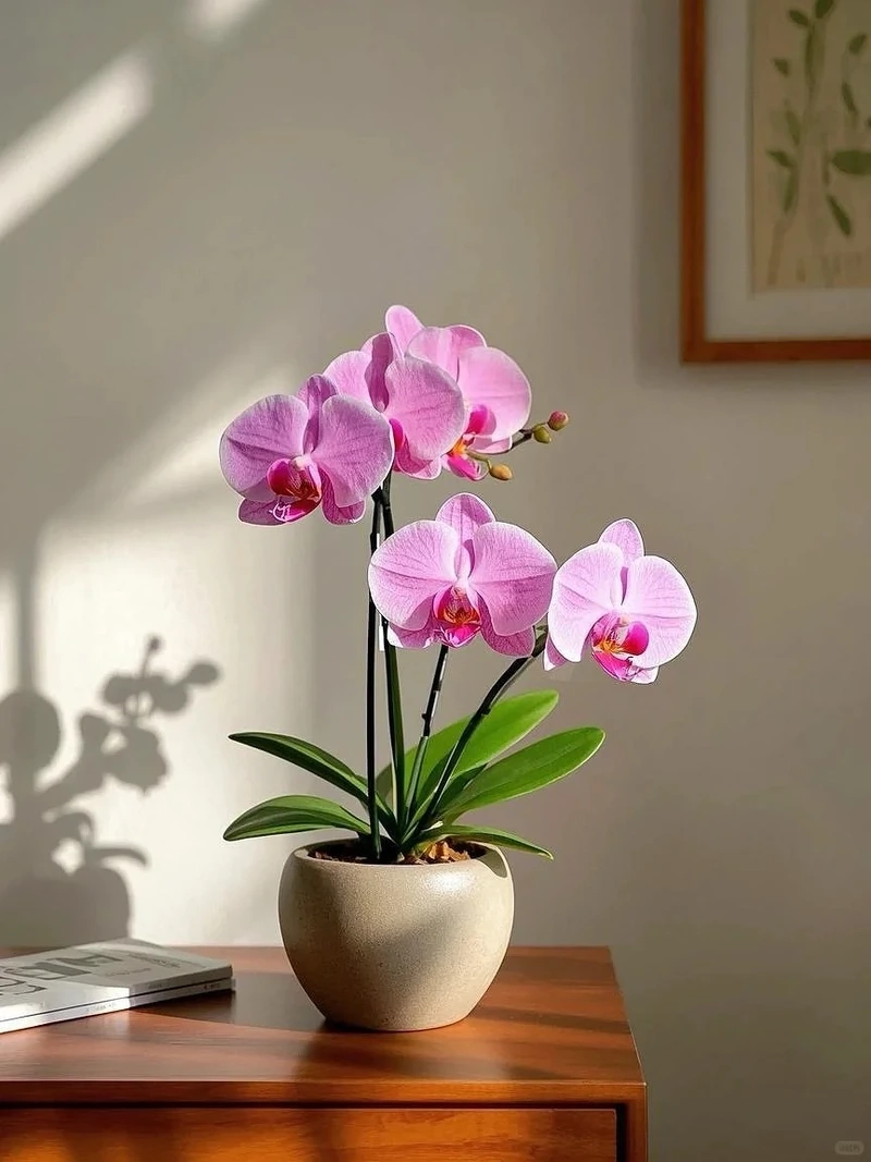 Hình nền hoa lan hồ điệp sang trọng nâng tầm không gian số