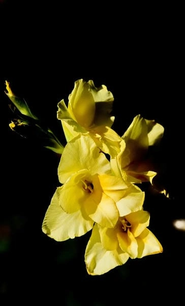 Hình nền hoa lay ơn vàng ấm áp mang lộc xuân