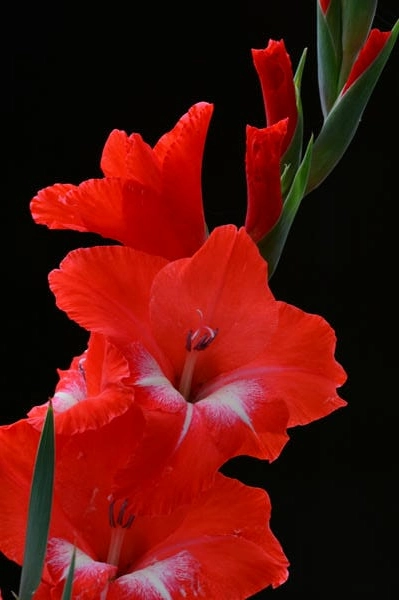 Hình nền hoa lay ơn đỏ nổi bật may mắn đầu năm