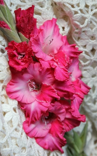 Ảnh hoa dơn ngày tết rộn ràng sắc xuân truyền thống