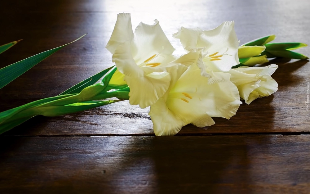 Ảnh hoa lay ơn tươi sáng gợi không khí ngày tết