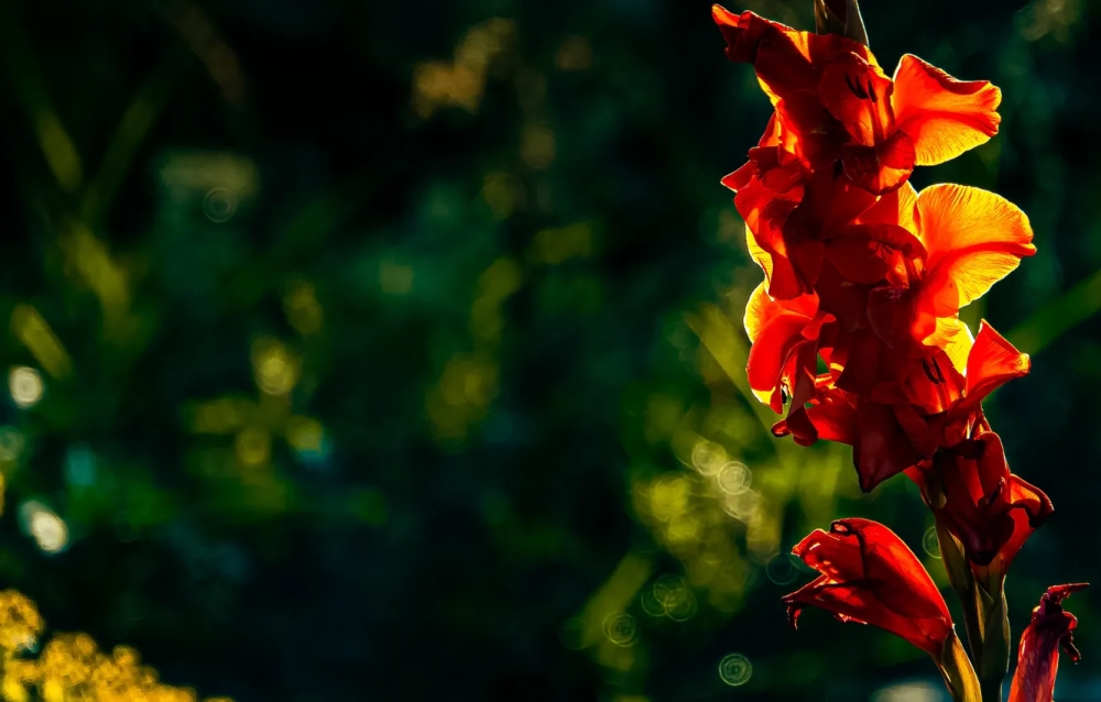 Hình nền hoa lay ơn tết mang ý nghĩa sum vầy may mắn