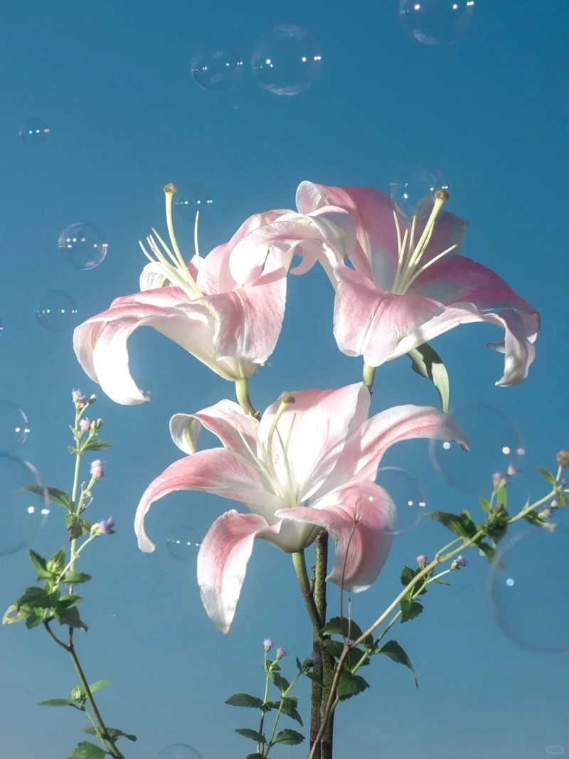 Ý nghĩa của hình nền hoa ly 