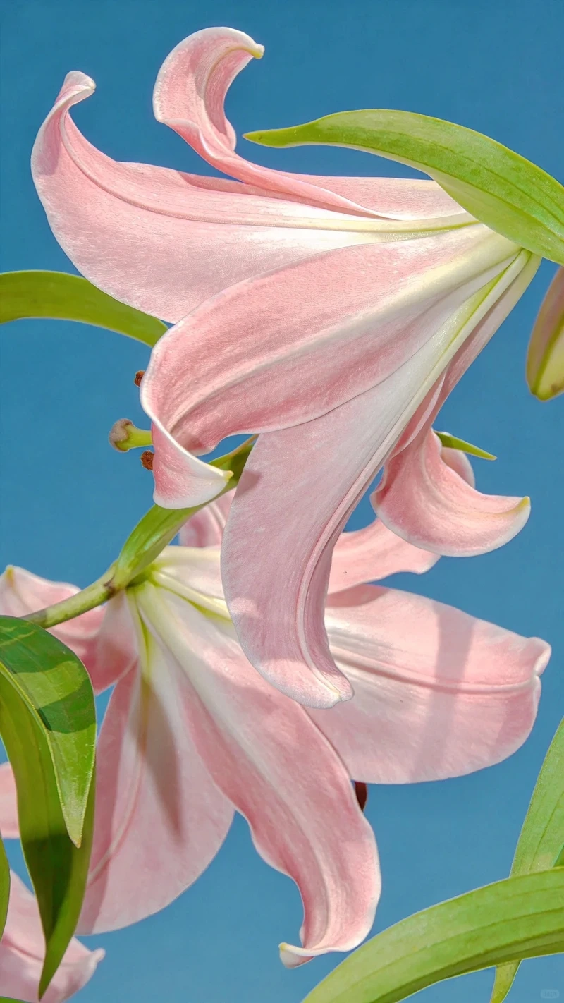 Trải nghiệm mượt mà với hình nền hoa ly chất lượng cao