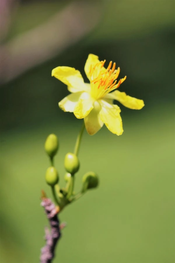 Ảnh nền hoa mai tươi sáng cho ngày đầu năm