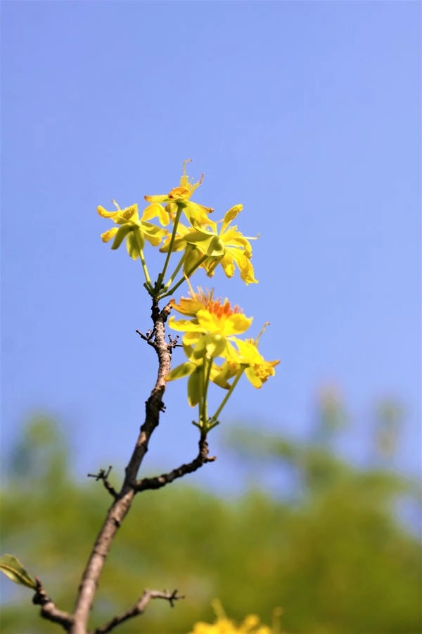 Hình nền hoa mai 4k sắc nét tôn vẻ đẹp xuân