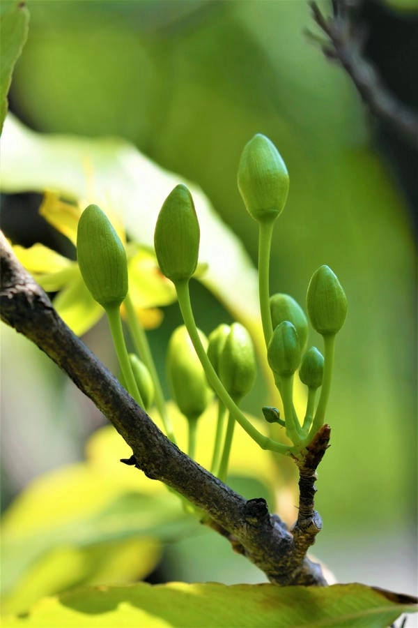 Hình nền điện thoại hoa mai đón xuân mọi lúc