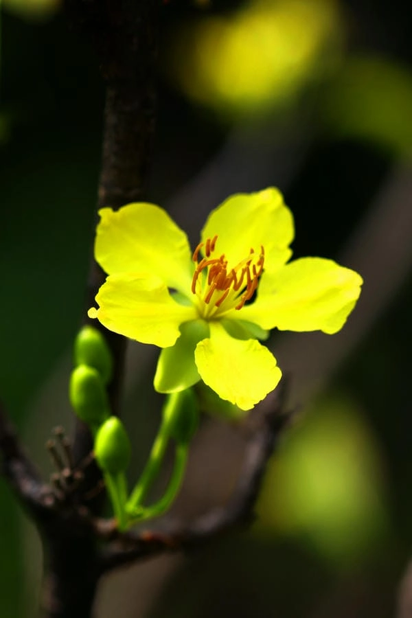 Tải hình nền hoa mai lưu giữ sắc xuân rực rỡ