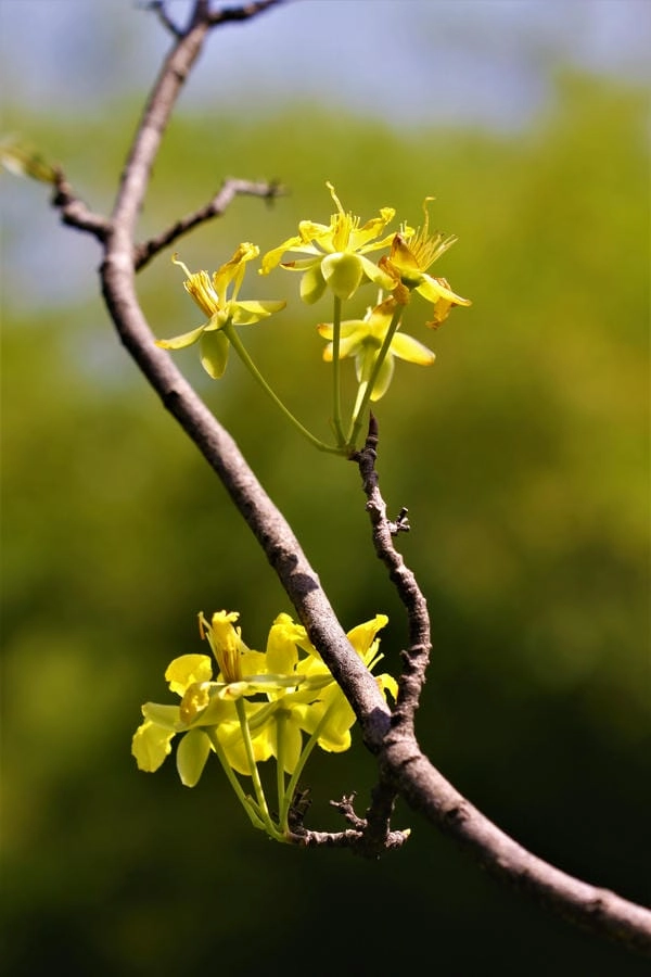 Background mai vàng mang nét xuân miền nhiệt đới